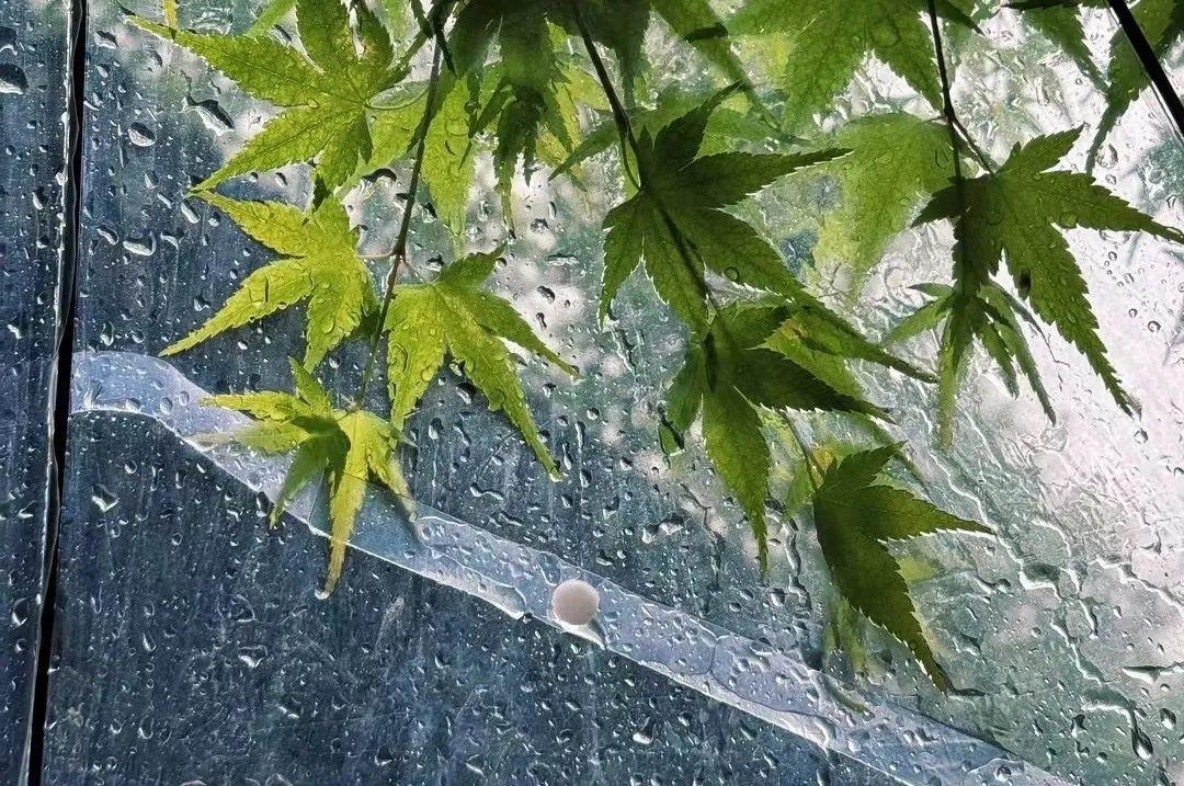 冷空气来袭！杭城最低气温将创出新低，你准备好了吗？  第6张