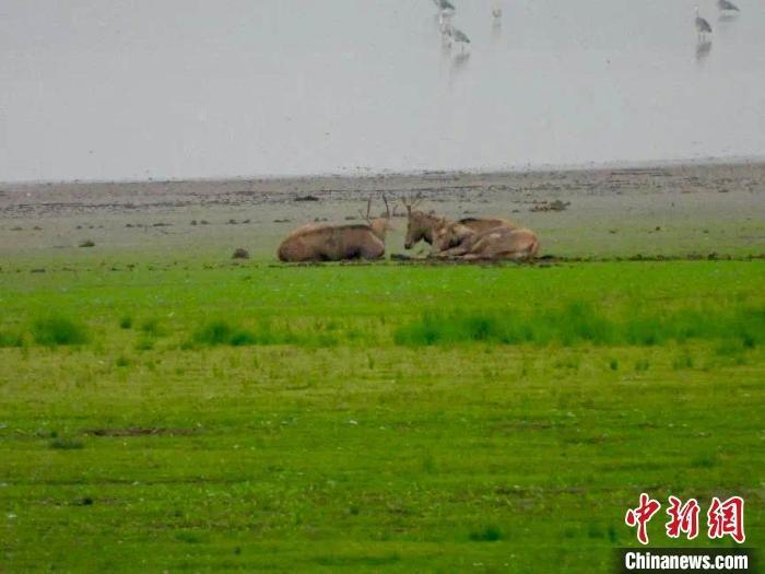 近 4 万羽越冬水鸟做客江西鄱阳湖，你见过吗？  第2张