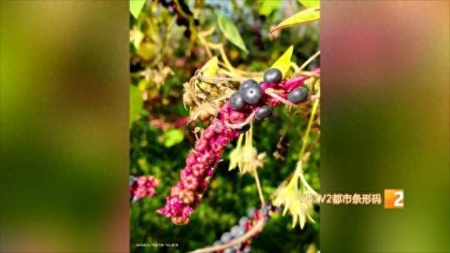 昆明新运粮河边竟有这种毒果，长得像蓝莓，千万别吃