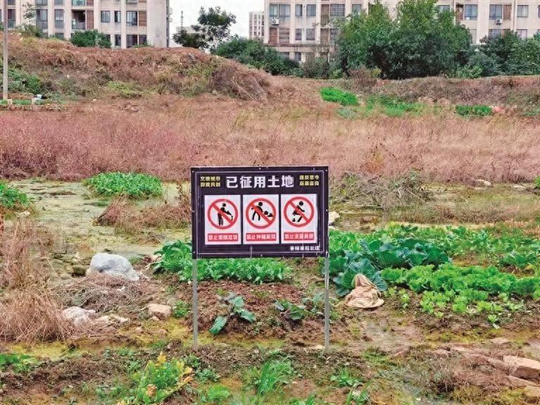 小区空地成菜园，环境脏乱谁来管？