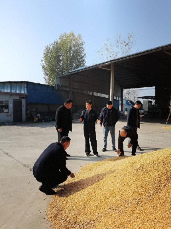 秋粮收购大揭秘！省粮食局领导亲临新乡，你关心的都在这里  第1张