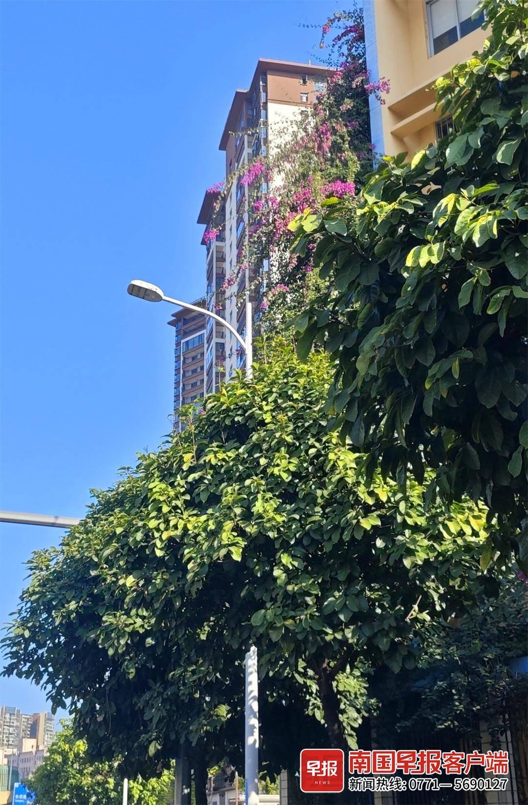 南宁望园路路灯大变身！亮度提升 3 倍以上，市民出行更安全  第3张