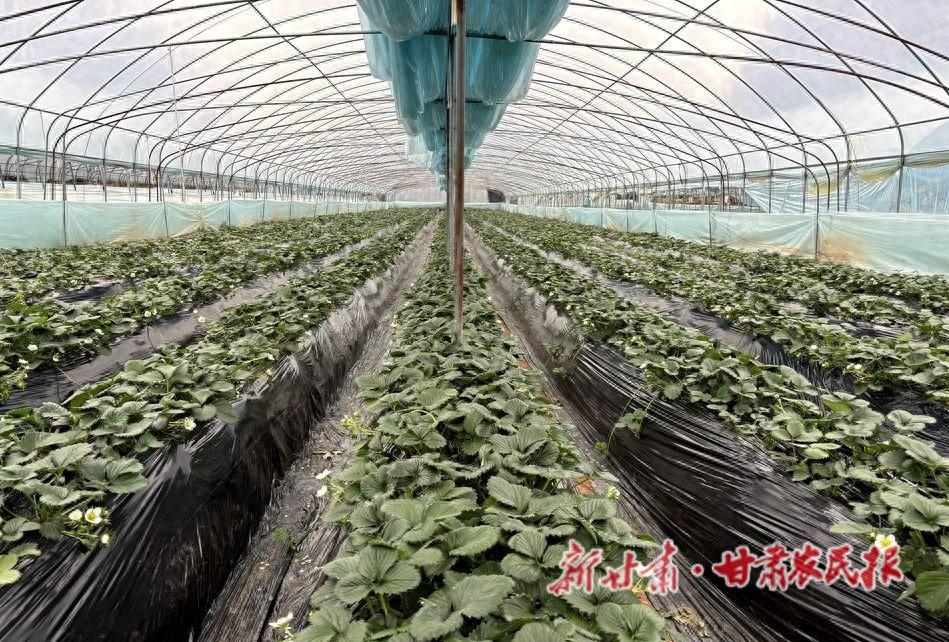 甘泉镇草莓园：冬日里的甜蜜事业，你不想尝尝吗？  第1张
