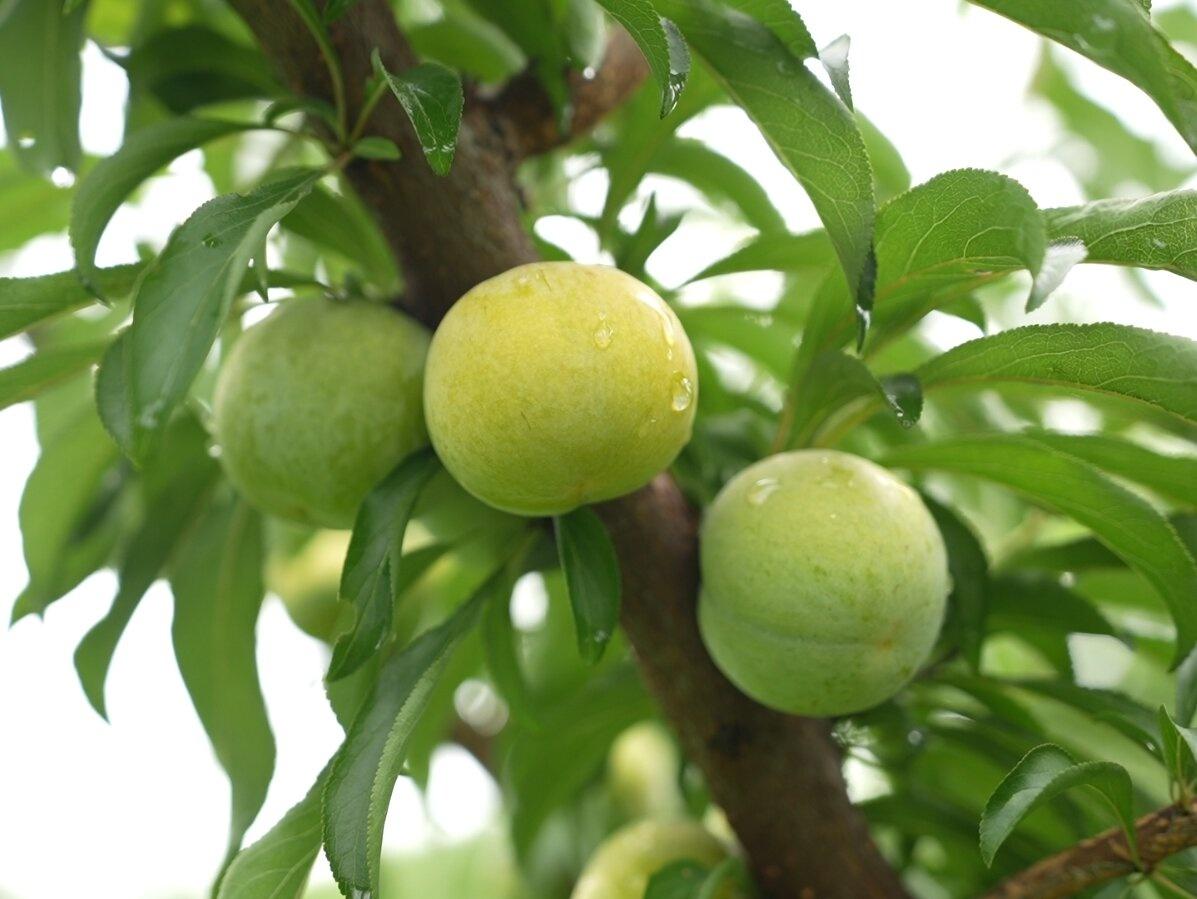从荒芜荒山到绚烂花海，东至县这个家庭农场如何实现华丽蜕变？  第2张