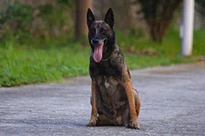 7 岁缉毒犬刀锋病逝，从警生涯破案 28 起，查获毒品近 8 公斤