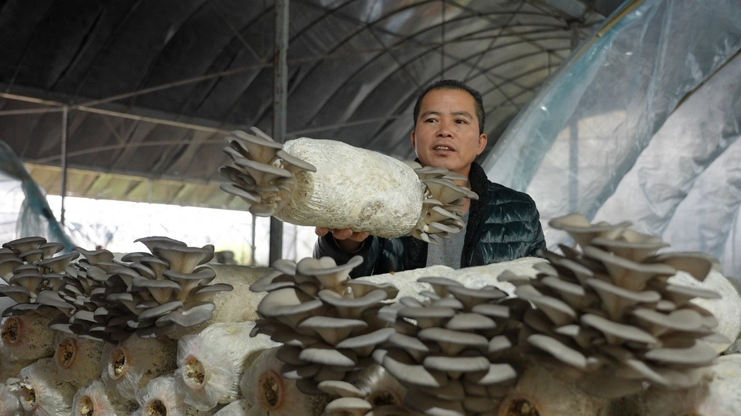 年产 15 万斤！中方县这个菌菇基地厉害了