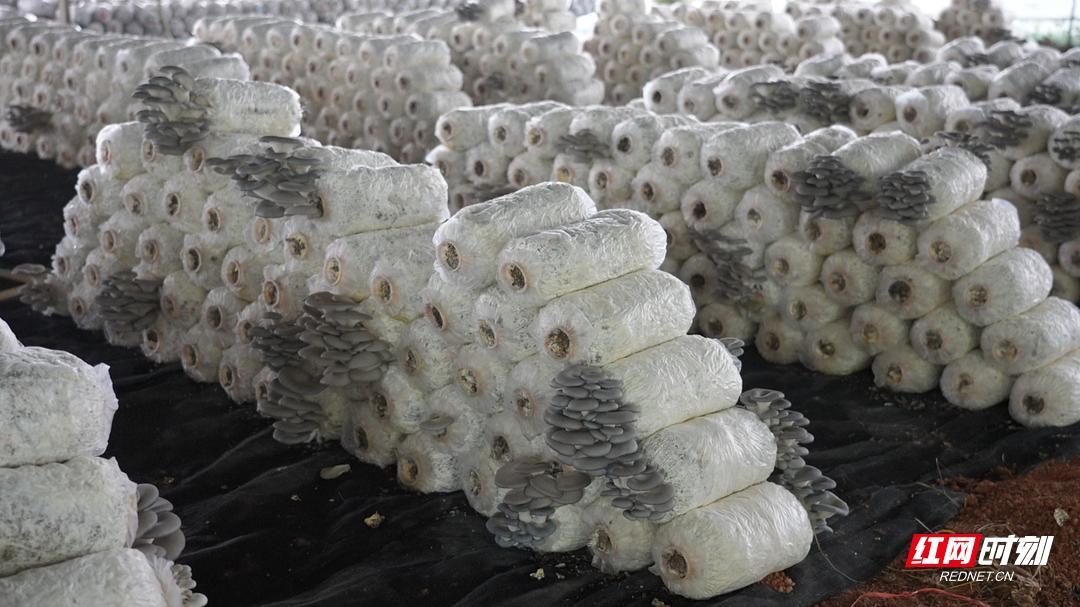 年产 15 万斤！中方县这个菌菇基地厉害了  第2张