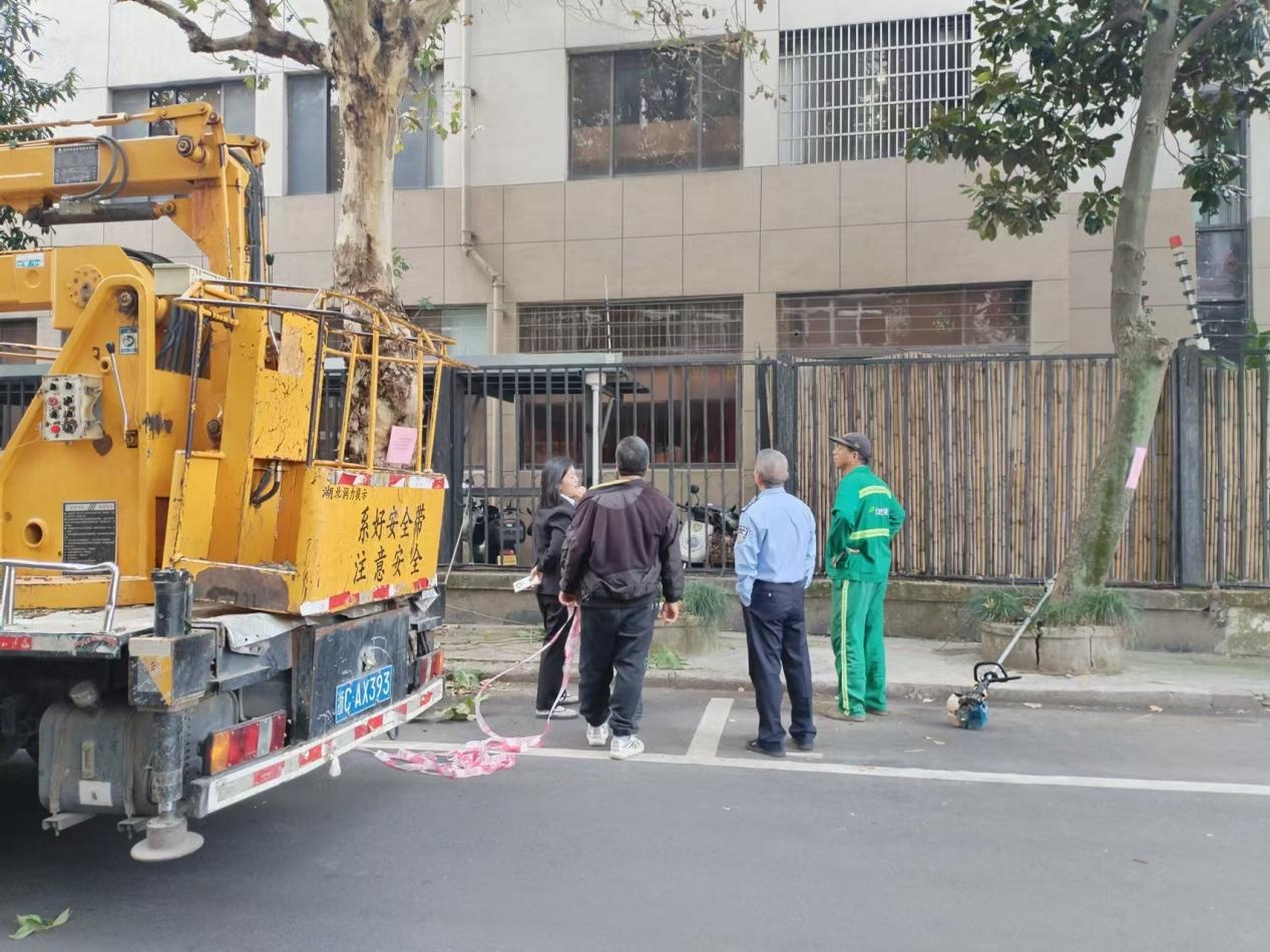 鹿城后巷树木修剪，提升居民生活环境，消除安全隐患  第2张