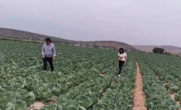 强化证后监管，提升品牌信誉，定西市绿色食品服务中心这样做  第3张