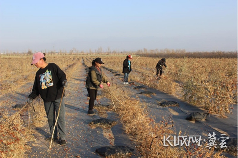 200 亩酸枣基地喜迎丰收，亩产 800 斤，收益可观，市场前景广阔  第2张