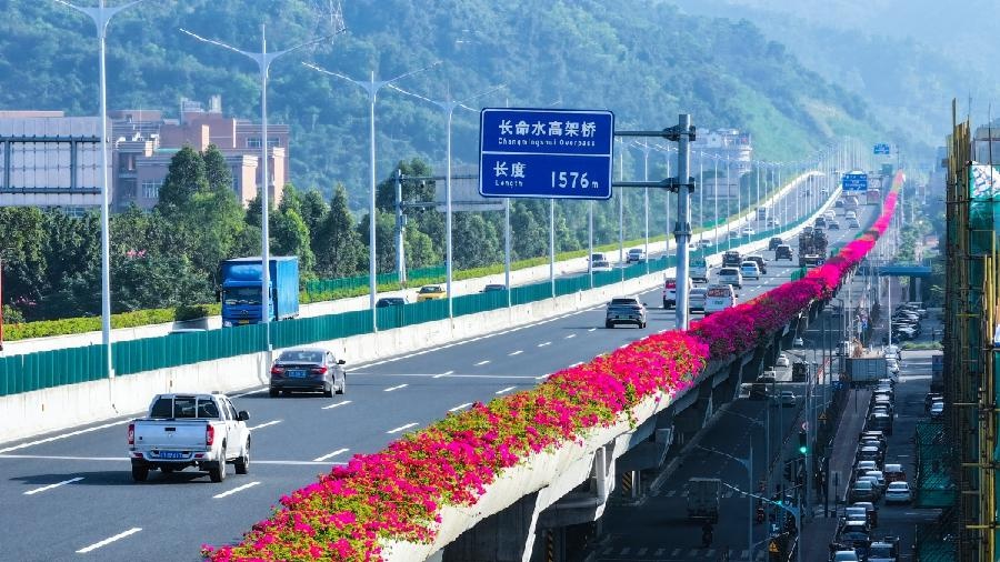 中山坦洲快线：30 万株簕杜鹃打造绿美交通画卷，你见过吗？  第3张