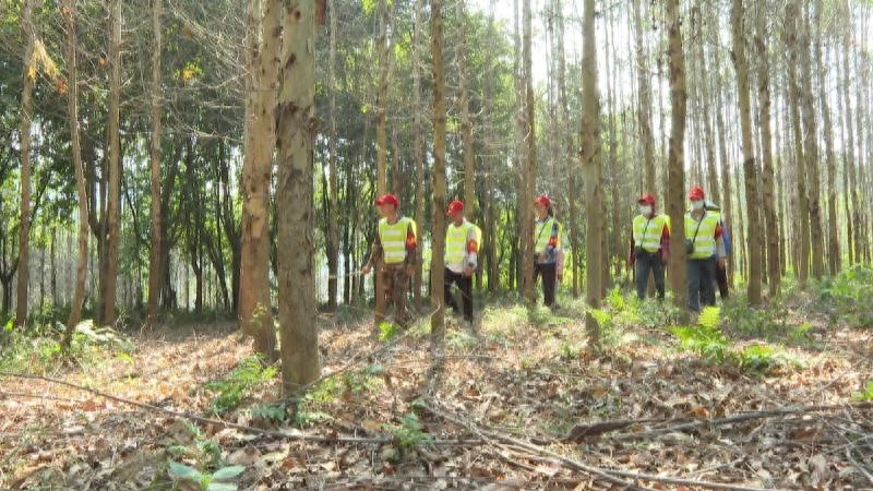 柳南区太阳村镇四合村护林队：守护 5 平方公里森林，他们是这样做的