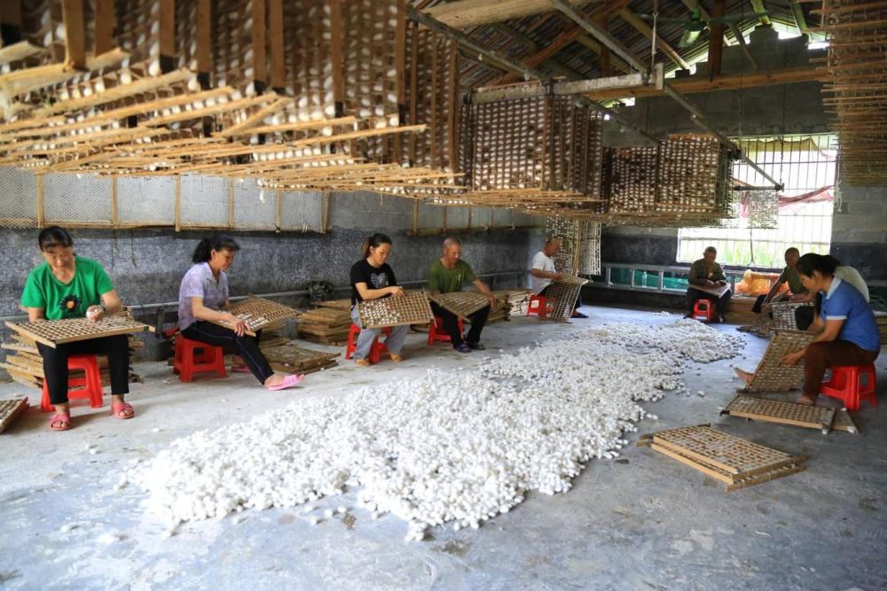金城江区多措并举，推进一二三产业稳步发展，经济运行态势平稳  第6张