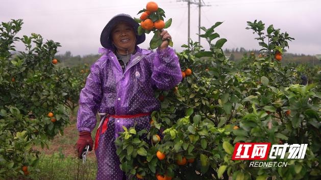 金秋砂糖橘大丰收！1700 余亩果园，甜度高达 15 度，你吃过吗？  第2张
