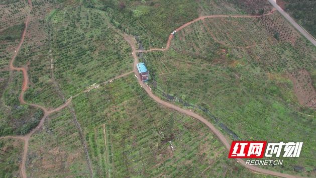 金秋砂糖橘大丰收！1700 余亩果园，甜度高达 15 度，你吃过吗？  第3张
