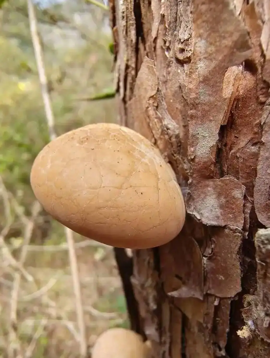全球陕西发现神秘药用真菌新物种，抗炎抗病毒功效惊人