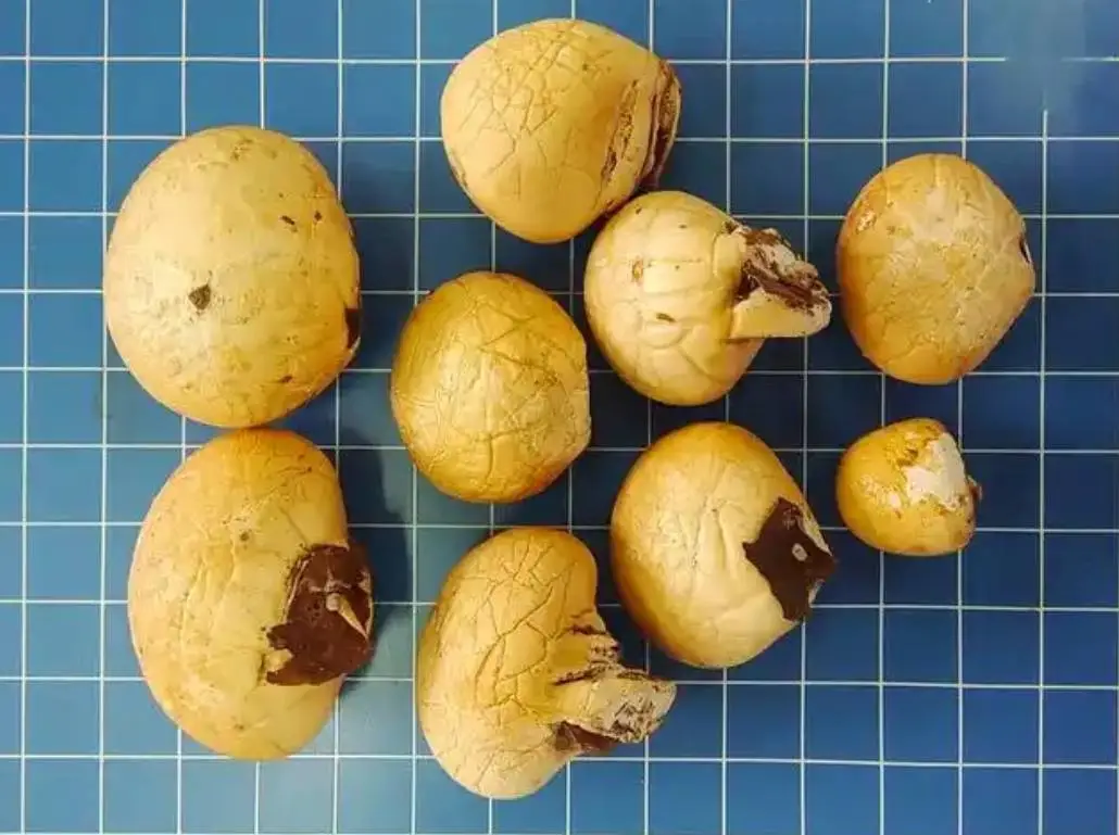 全球陕西发现神秘药用真菌新物种，抗炎抗病毒功效惊人  第3张