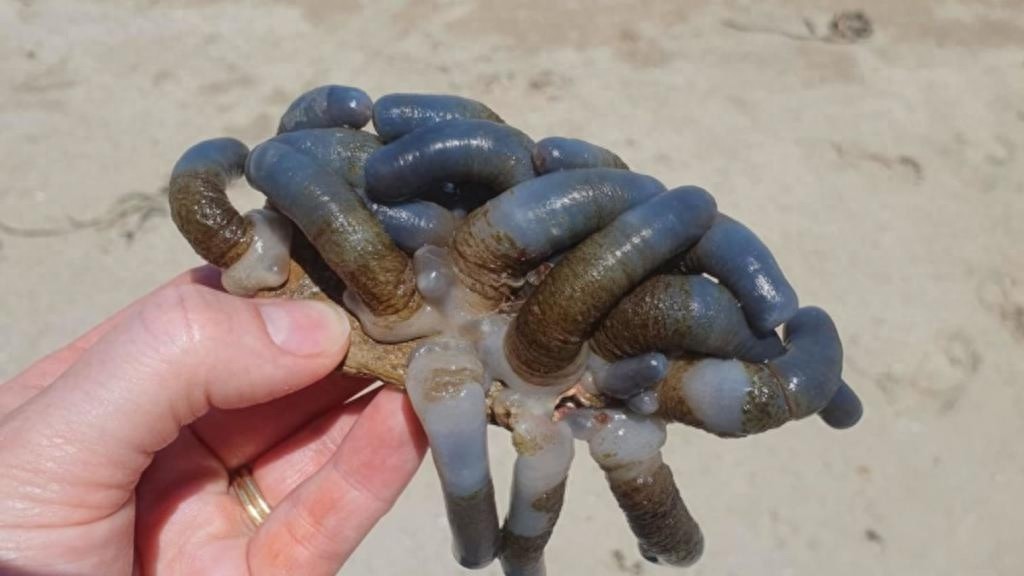 巴特曼斯湾海滩惊现外星生物？神秘蓝色管状生物引发全球热议