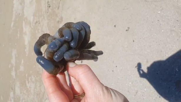 巴特曼斯湾海滩惊现外星生物？神秘蓝色管状生物引发全球热议  第2张