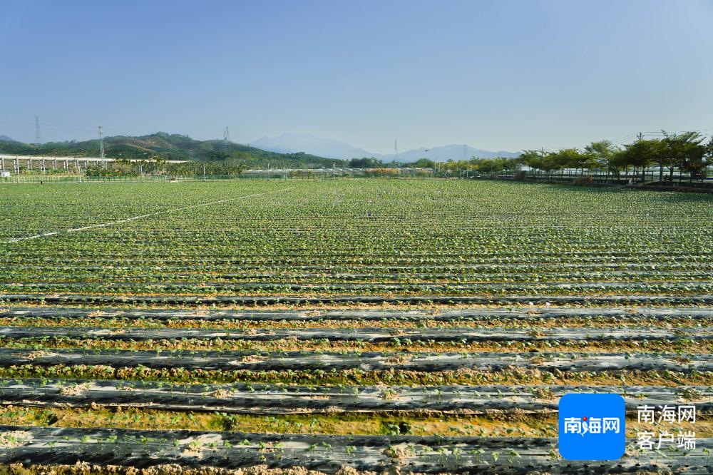 三亚崖州区打造南繁服务新体系,助力种业振兴行动,南繁硅谷建设加速推进 第2张 三亚崖州区打造南繁服务新体系,助力种业振兴行动,南繁硅谷建设加速推进 第2张