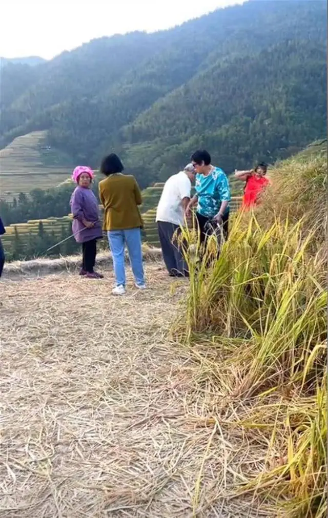 桂林龙脊梯田惨遭游客践踏，农民心血毁于一旦  第1张