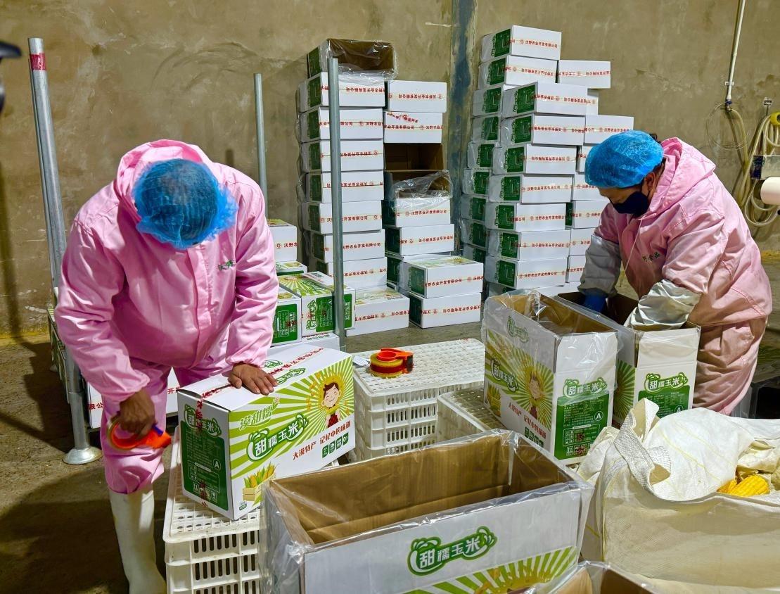定边县：玉米变身金棒棒，带动农户增收致富  第2张