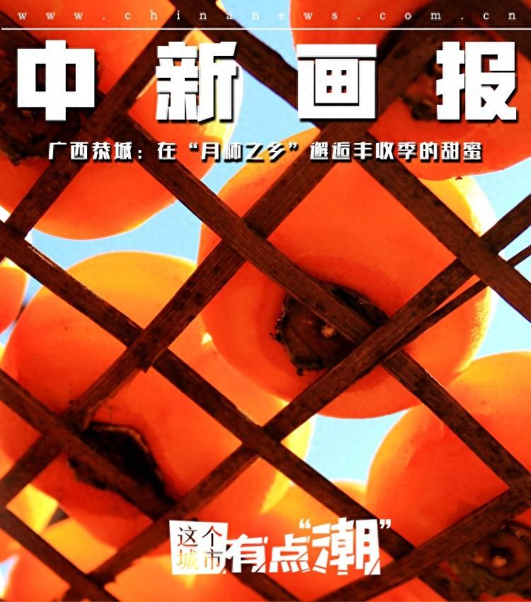 恭城月柿：百年传承，甜蜜满秋  第1张