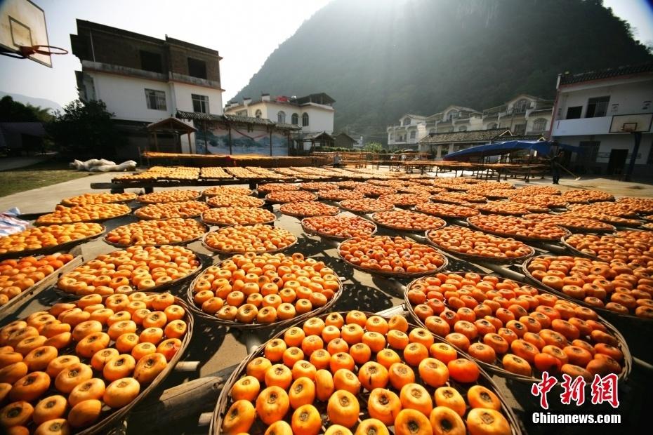 恭城月柿：百年传承，甜蜜满秋  第3张