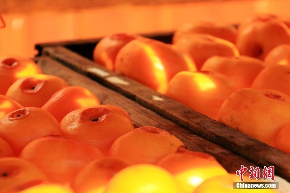 恭城月柿：百年传承，甜蜜满秋  第4张