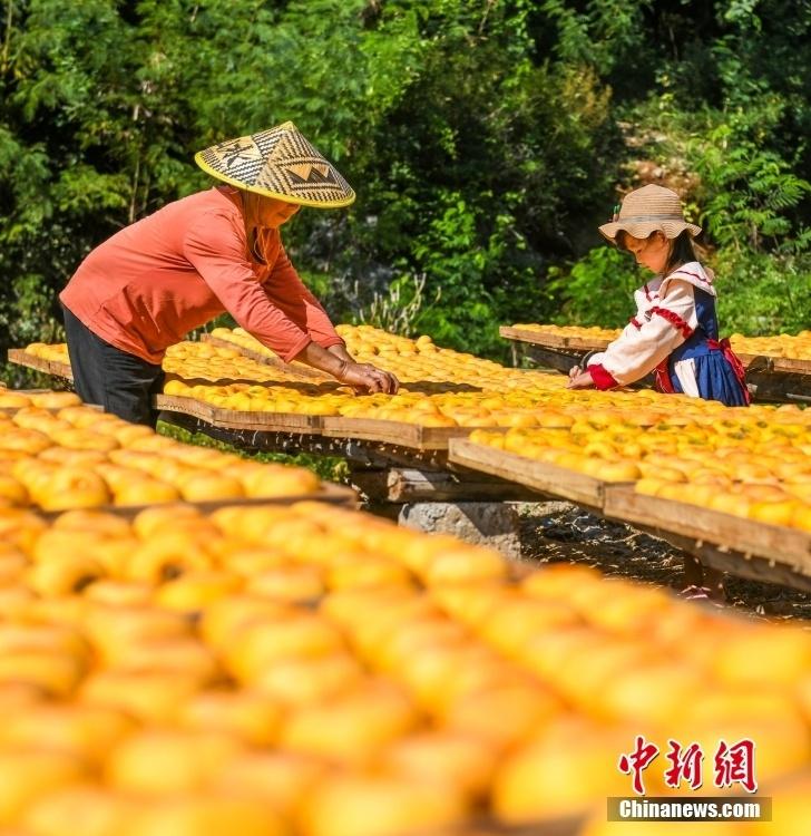 恭城月柿：百年传承，甜蜜满秋  第6张