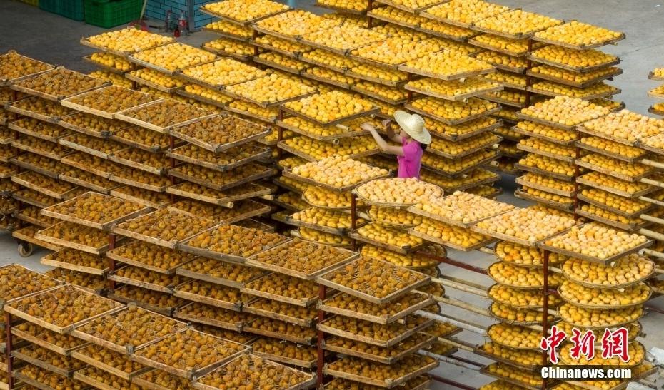 恭城月柿：百年传承，甜蜜满秋  第7张