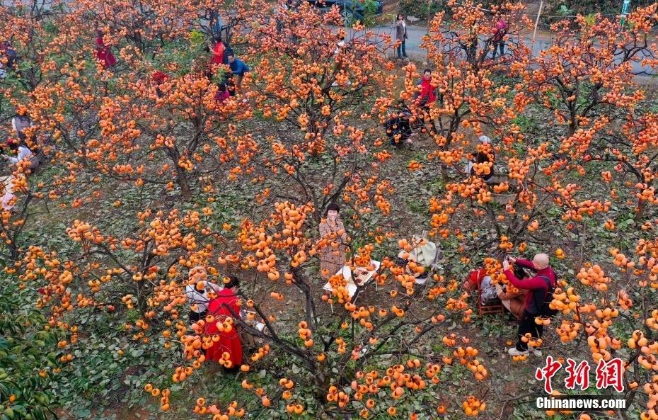 恭城月柿：百年传承，甜蜜满秋  第9张