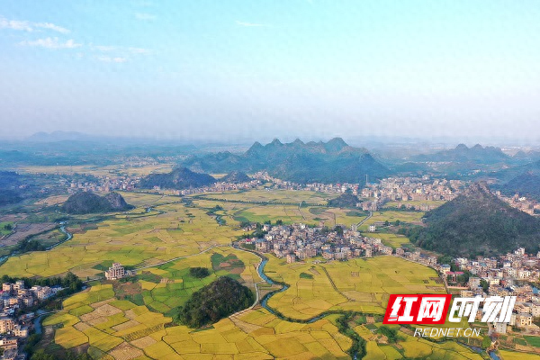 湖南新田：一地双收粮满仓，烟稻轮作助农富  第1张