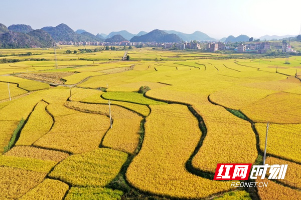 湖南新田：一地双收粮满仓，烟稻轮作助农富  第2张