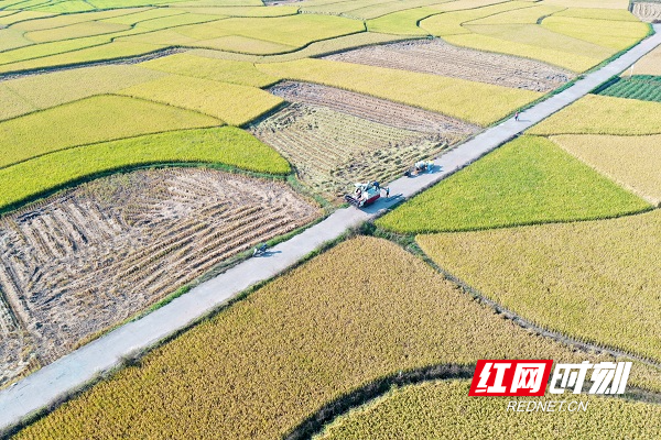 湖南新田：一地双收粮满仓，烟稻轮作助农富  第3张