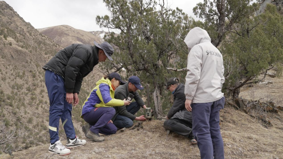 神秘雪豹频频现身,你知道它们都藏在哪吗? 第2张 神秘雪豹频频现身,你知道它们都藏在哪吗? 第2张
