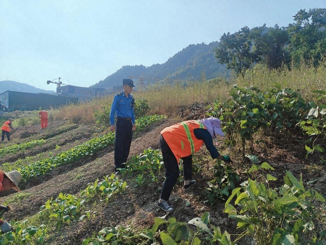 国家级旅游度假区绿化带竟被居民鸠占鹊巢，种满蔬菜  第1张