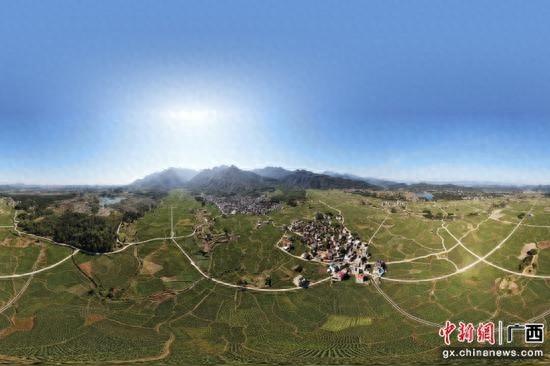 贺州香芋：从传统到现代，从 6.8 万亩到 17.03 万亩，成为乡村振兴支柱产业