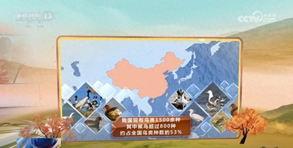 震撼！每年春秋十余万只候鸟齐聚吉林莫莫格湿地，它们到底在干什么？