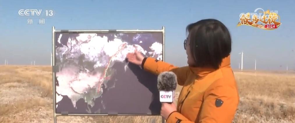 震撼！每年春秋十余万只候鸟齐聚吉林莫莫格湿地，它们到底在干什么？  第8张