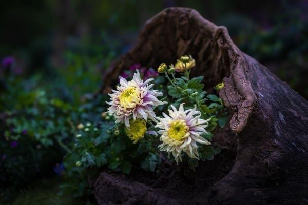 2024 上海菊花展来袭！品金秋菊韵，享美好生活，你准备好了吗？  第2张
