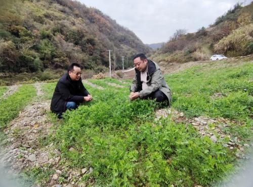烟田新绿：房县绿肥种植，让土地在寒冬绽放生机  第2张