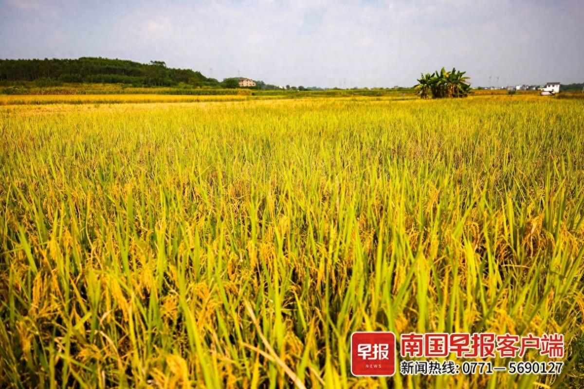 10 月广西晚稻丰收美如画，稻田研学活动火热，你还不来吗？  第1张