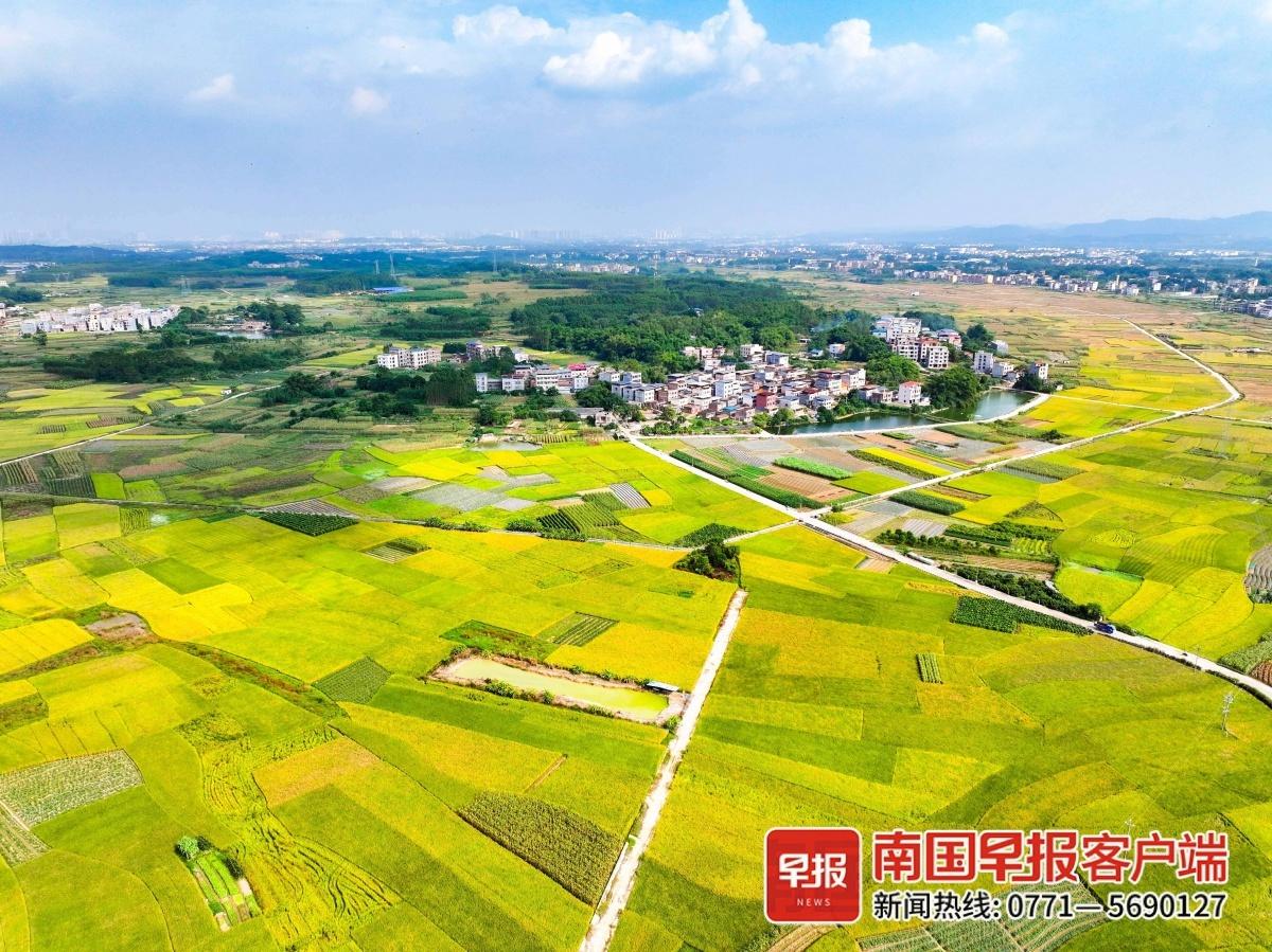 10 月广西晚稻丰收美如画，稻田研学活动火热，你还不来吗？  第2张