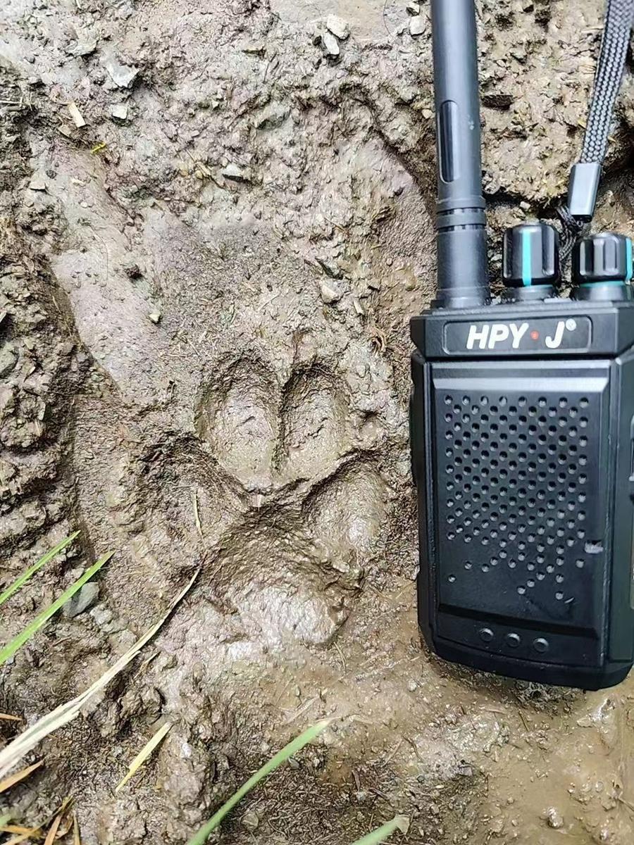 四川首次省级雪豹调查，背后竟有这么多不为人知的故事  第3张