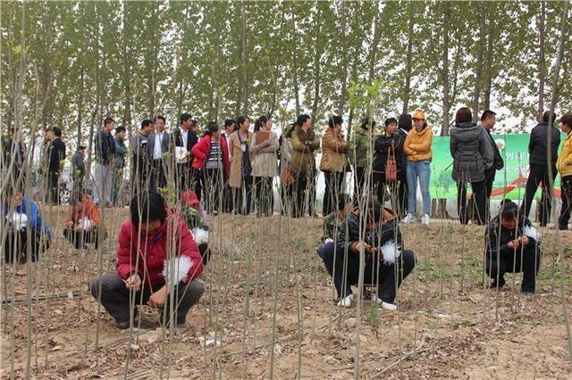 苗木嫁接培训：改变种植方式，带动群众增收致富  第4张