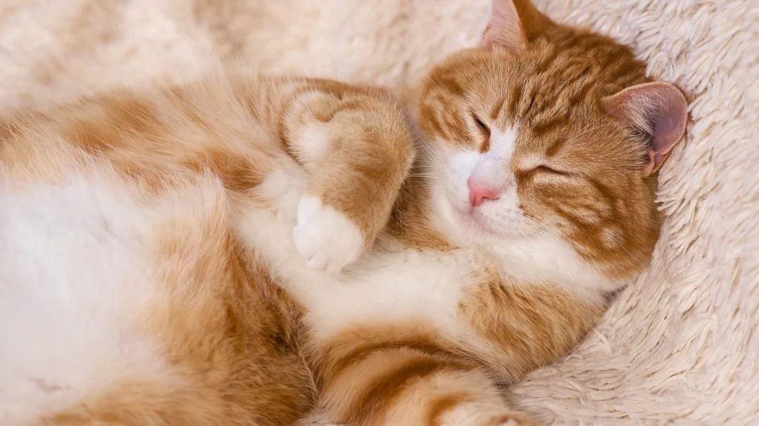 铲屎官们注意了，你可能正在被无良人士骗钱