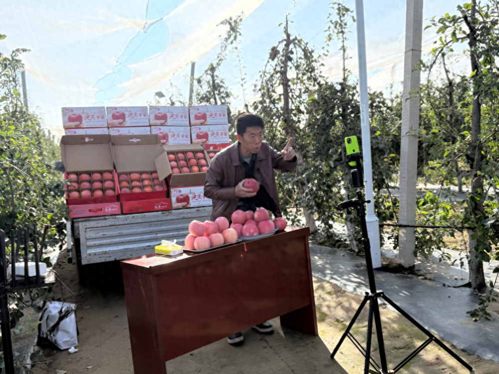回乡种苹果，直播卖货忙！新农人赵伟父子带你领略延安苹果的甜蜜