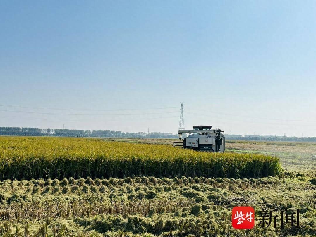 风吹稻浪遍地黄，颗粒归仓丰收忙！海安 56 万亩水稻开镰收割，预计 15 天左右全部完成  第1张