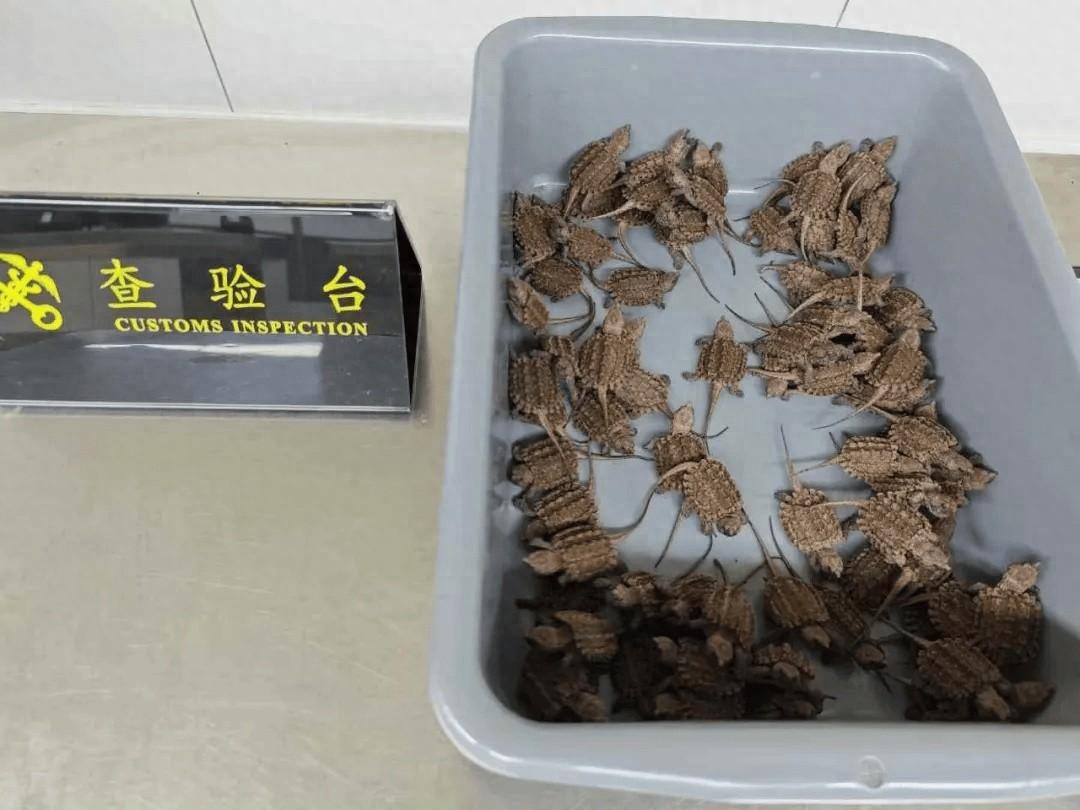 236 只活体龟竟被藏在旅客裆部，真相令人发指  第1张